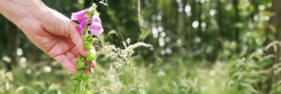 Fox Glove picking 