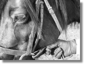 Image of an horse used to illustrate hand therapist treating riding equestrian injury in the Doncaster, Retford and Worksop areas.